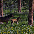 Foal in the Flowers